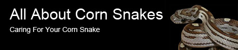 All About Corn Snakes