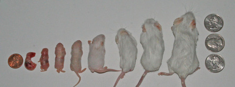 Corn Snake Mouse Size Chart