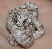 Latte Corn Snake