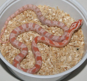 Coral Snow Corn Snake