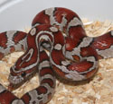 Corn Snake Morphs Chart