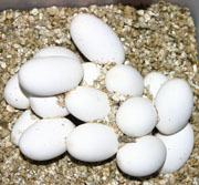 Huevos de Serpiente de Maíz en Vermiculita húmeda