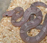 Lavender Bloodred Corn Snake
