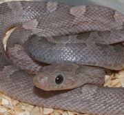 Yearling Lavender Bloodred Corn Snake