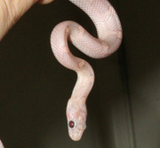 Lavender Bloodred Corn Snake