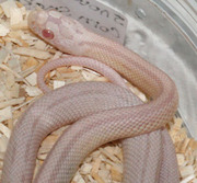 Snow Stripe Corn Snake Hatchling