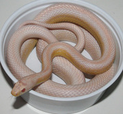 Male Snow Stripe Corn Snake